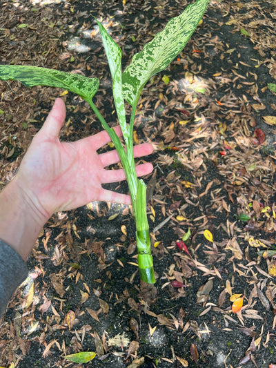 Dieffenbachia Sparkle - Medium Size Grower Mottled > Cuttings