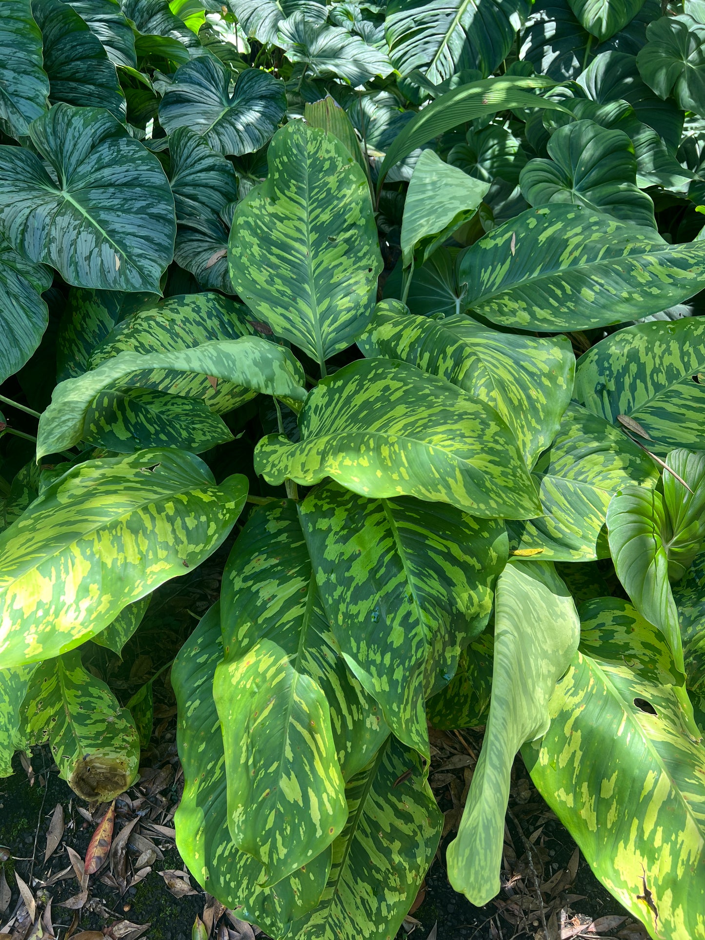 Dieffenbachia Mayan Jade - Larger Size Grower > Cuttings