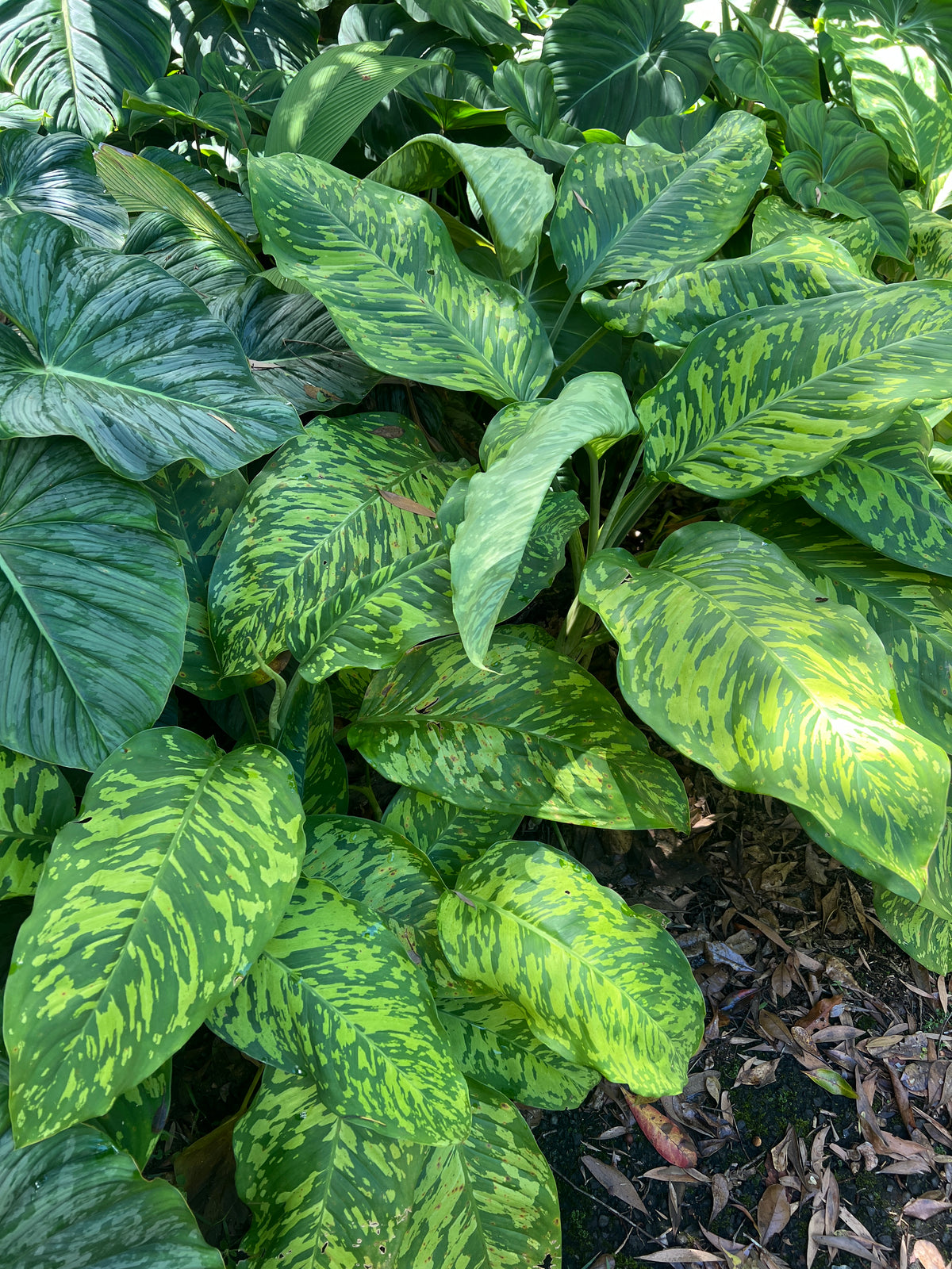 Dieffenbachia Mayan Jade - Larger Size Grower > Cuttings