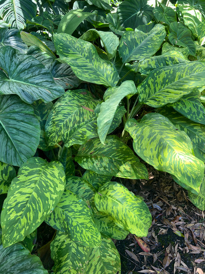 Dieffenbachia Mayan Jade - Larger Size Grower > Cuttings