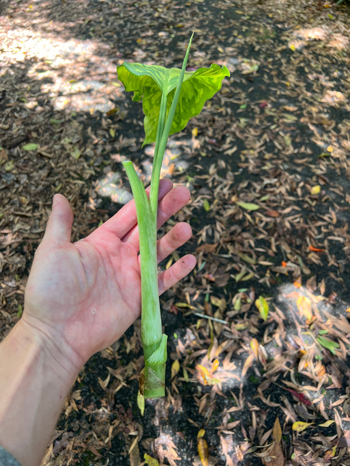 Dieffenbachia Mayan Jade - Larger Size Grower > Cuttings