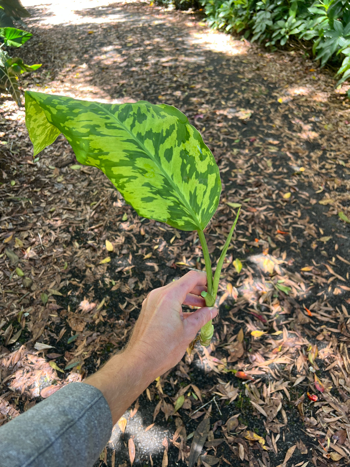 Dieffenbachia Mayan Jade - Larger Size Grower > Cuttings