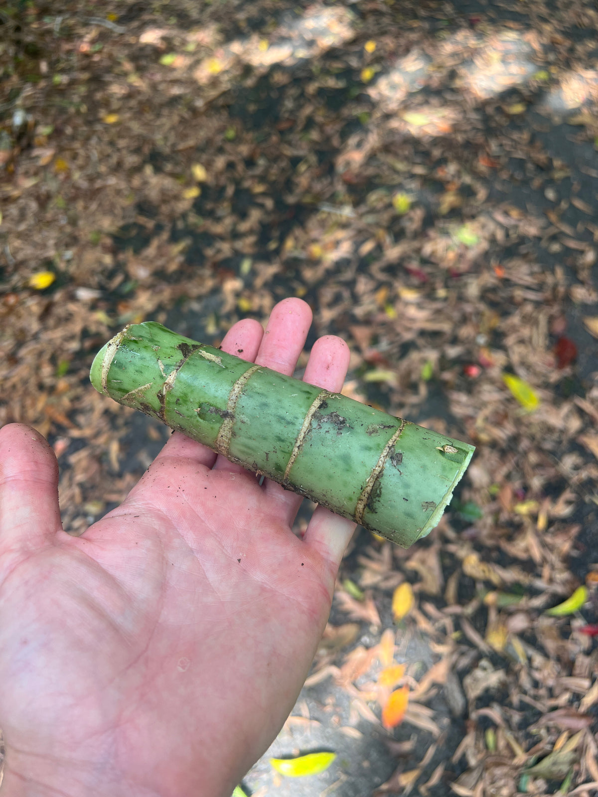 Dieffenbachia Mayan Jade - Larger Size Grower > Cuttings