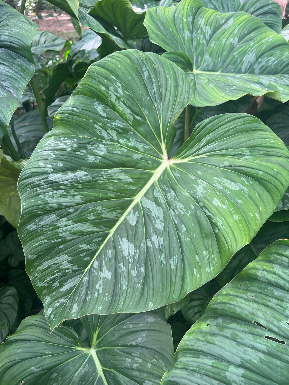 Philodendron Dean Mcdowell x mamei Hybrid > Cuttings