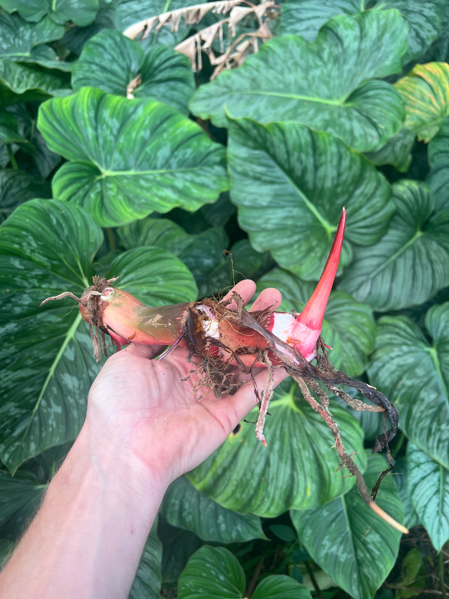 Philodendron Dean Mcdowell x mamei Hybrid > Cuttings