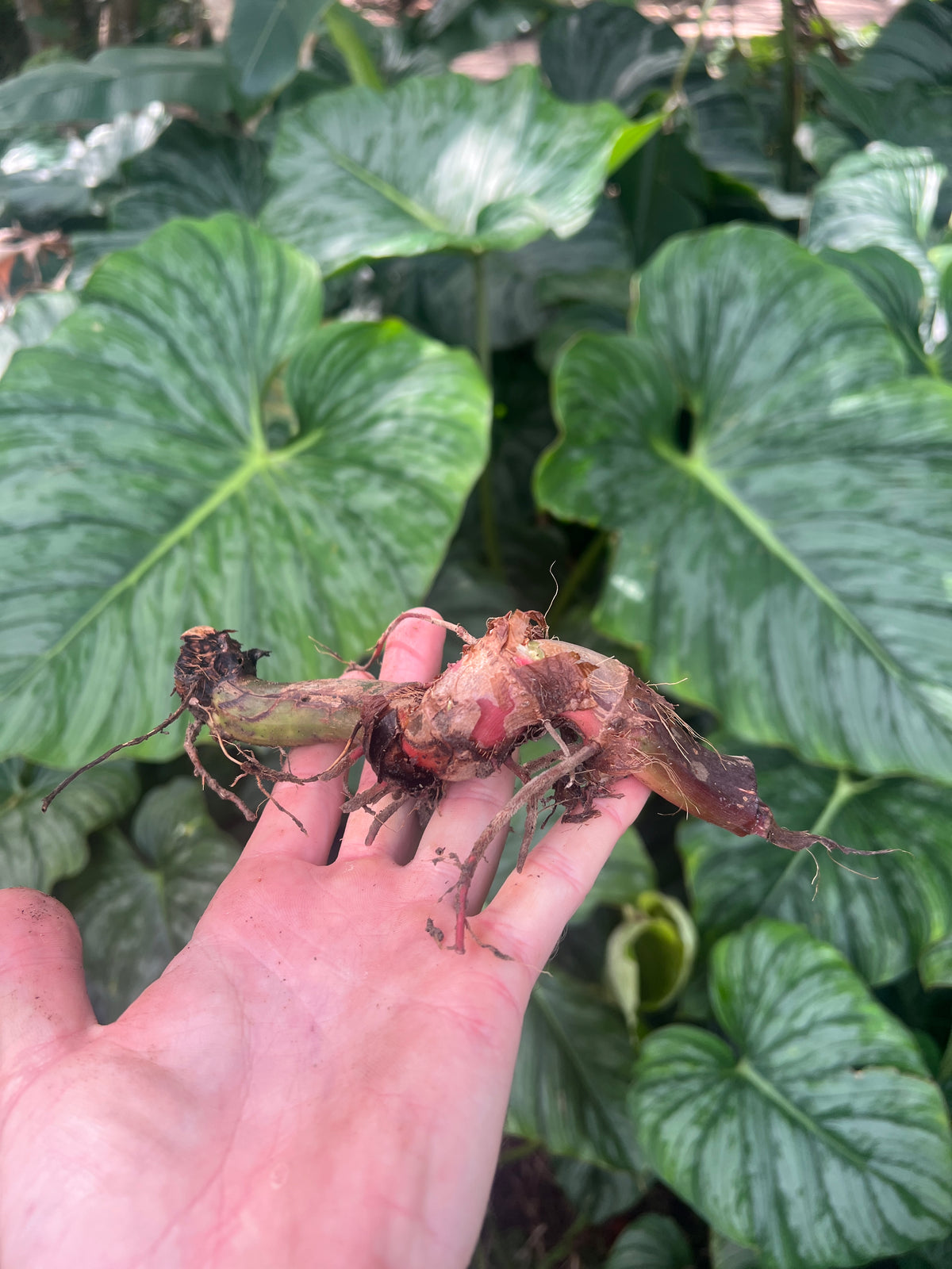 Philodendron Dean Mcdowell x mamei Hybrid > Cuttings