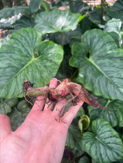 Philodendron Dean Mcdowell x mamei Hybrid > Cuttings