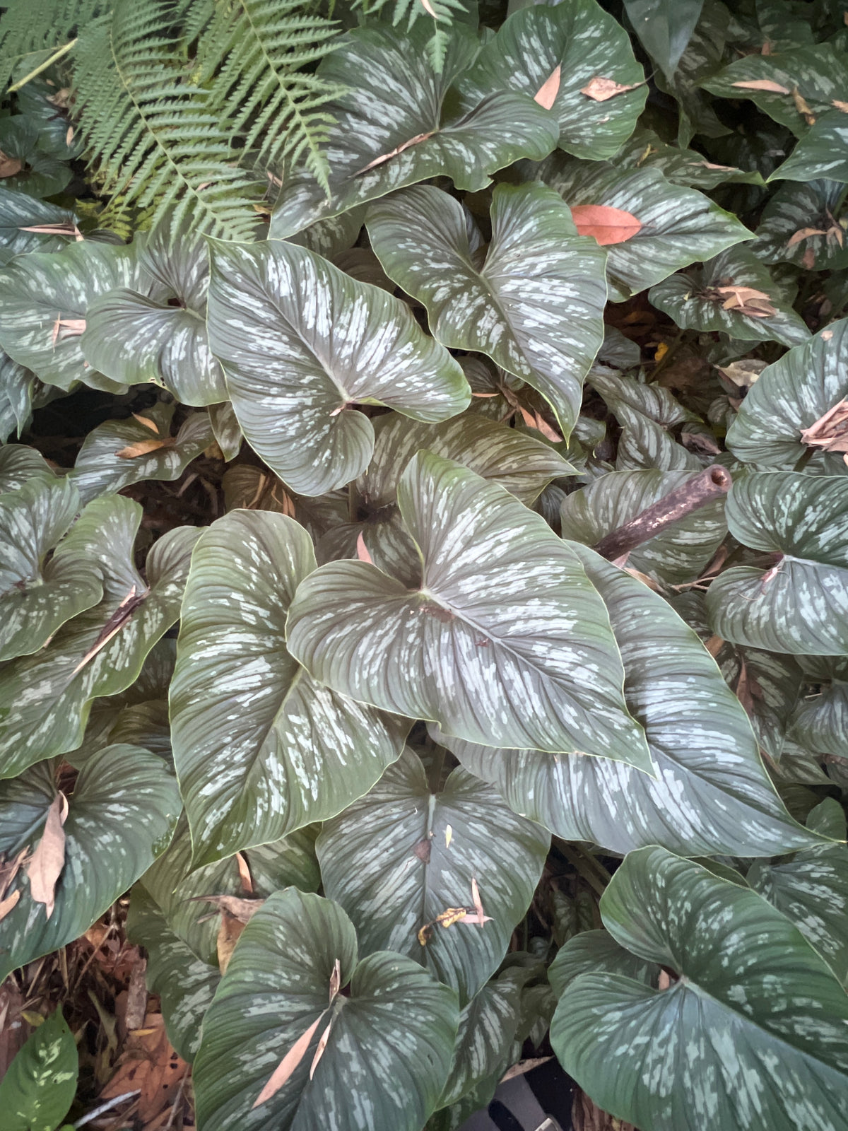 Philodendron Classic Crawler Species > Cuttings