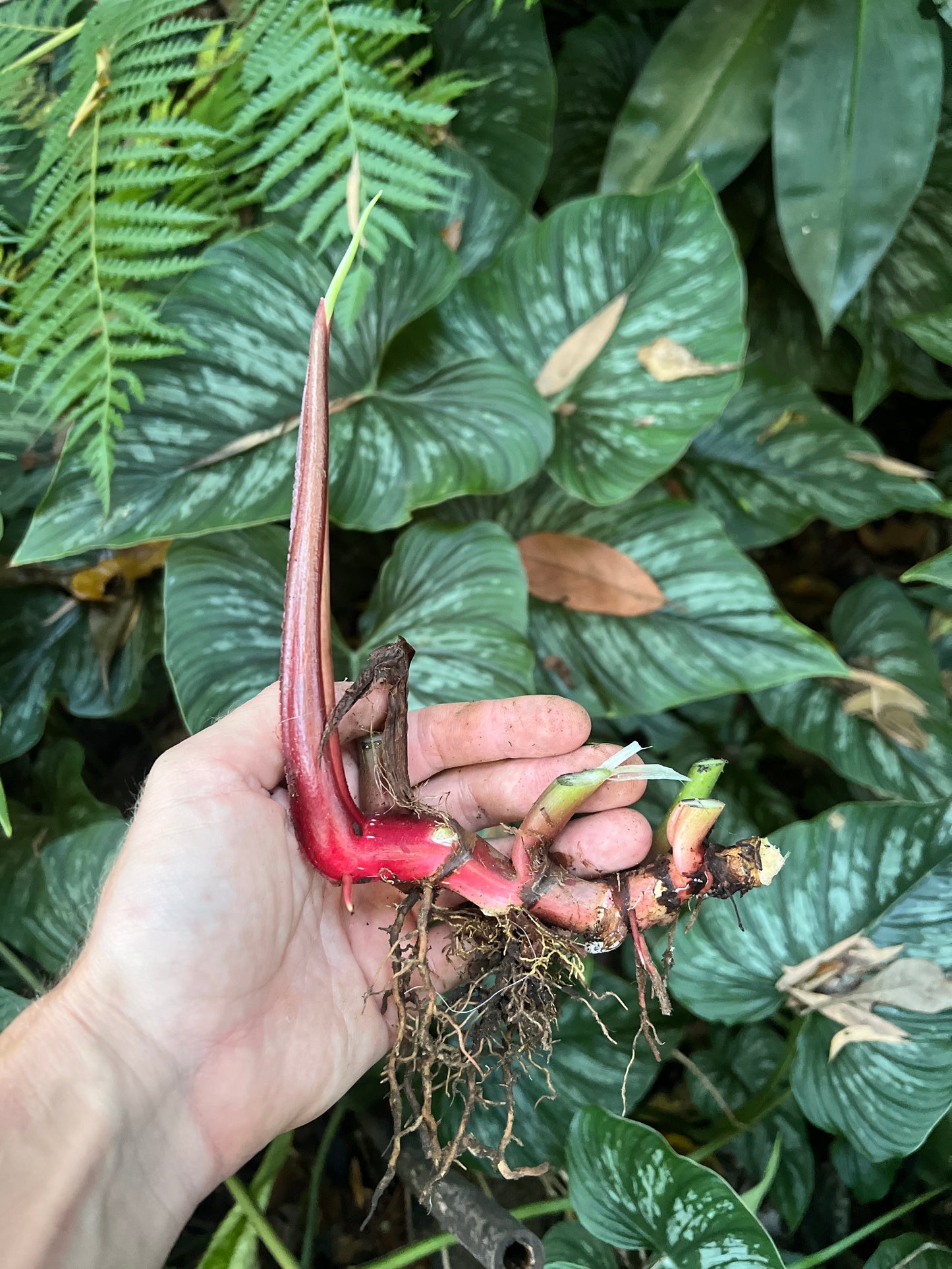 Philodendron Classic Crawler Species > Cuttings