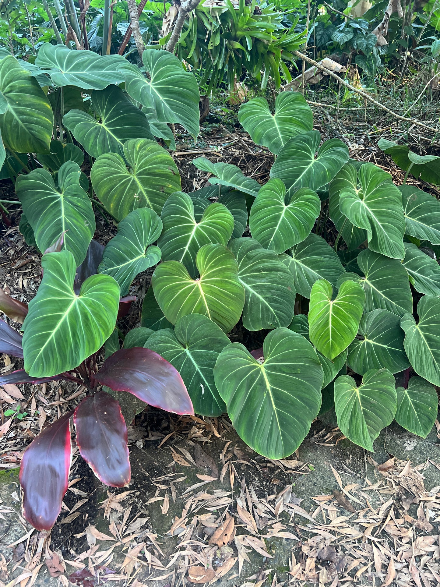 Philodendron Classic Crawler Species > Cuttings