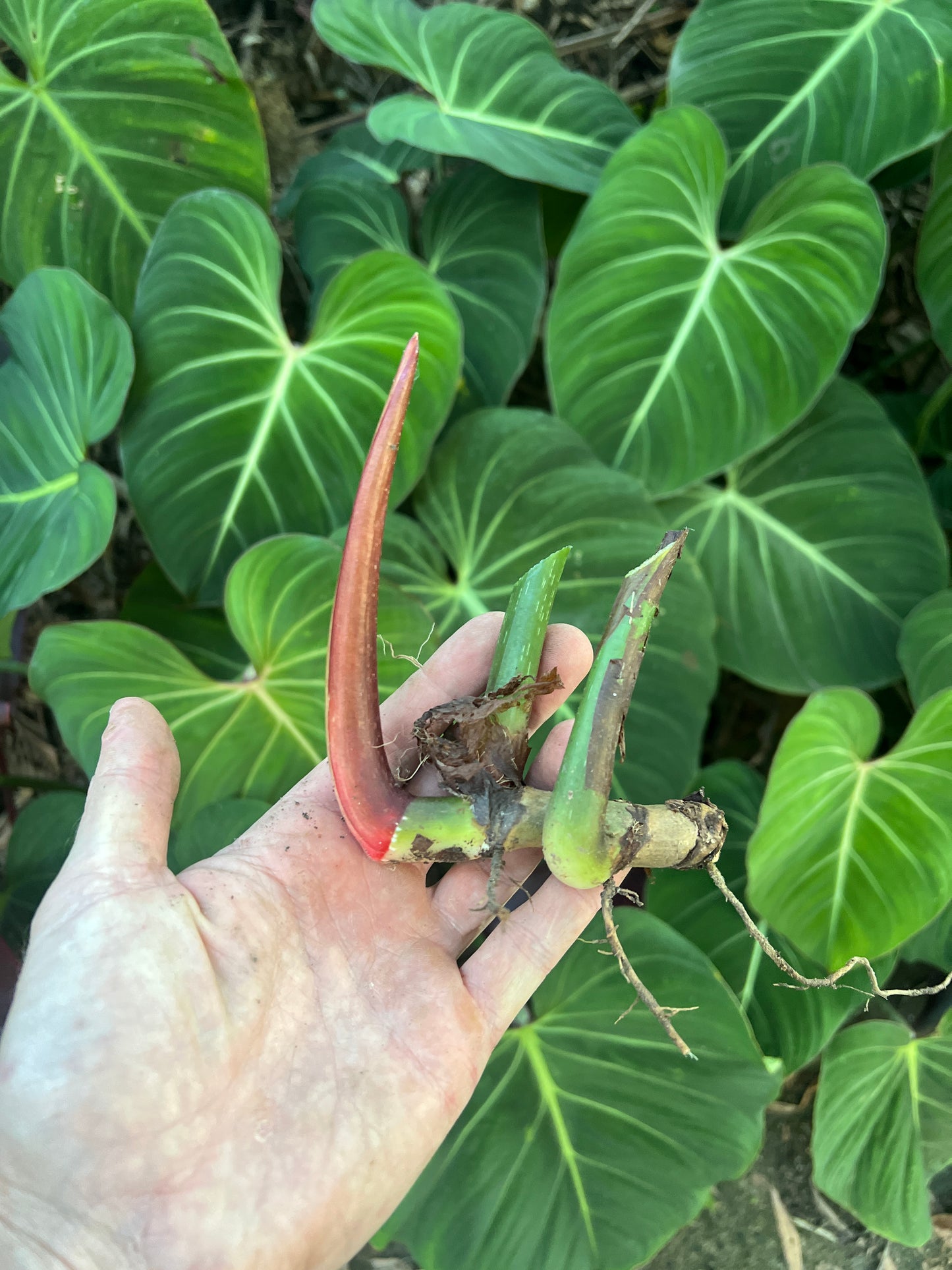 Philodendron Classic Crawler Species > Cuttings