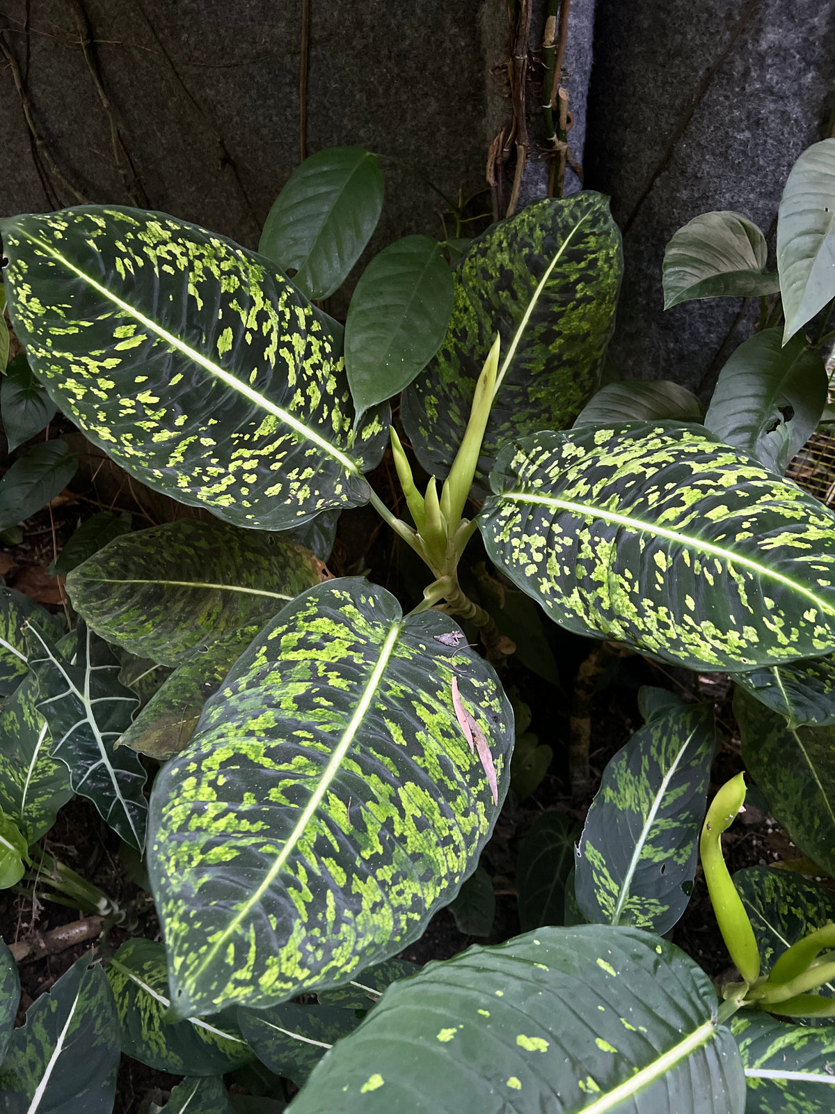 Dieffenbachia Reflector - Smaller Size Grower > Cuttings