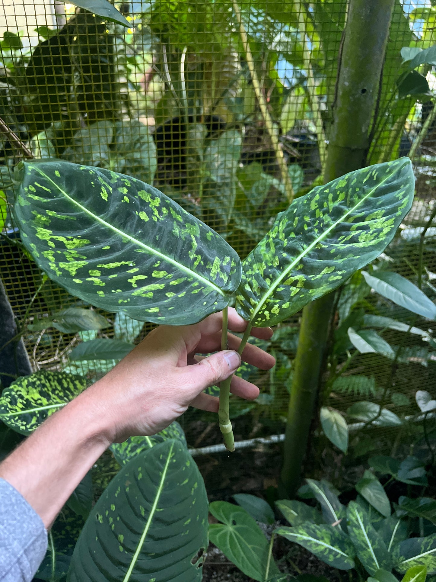 Dieffenbachia Reflector - Smaller Size Grower > Cuttings