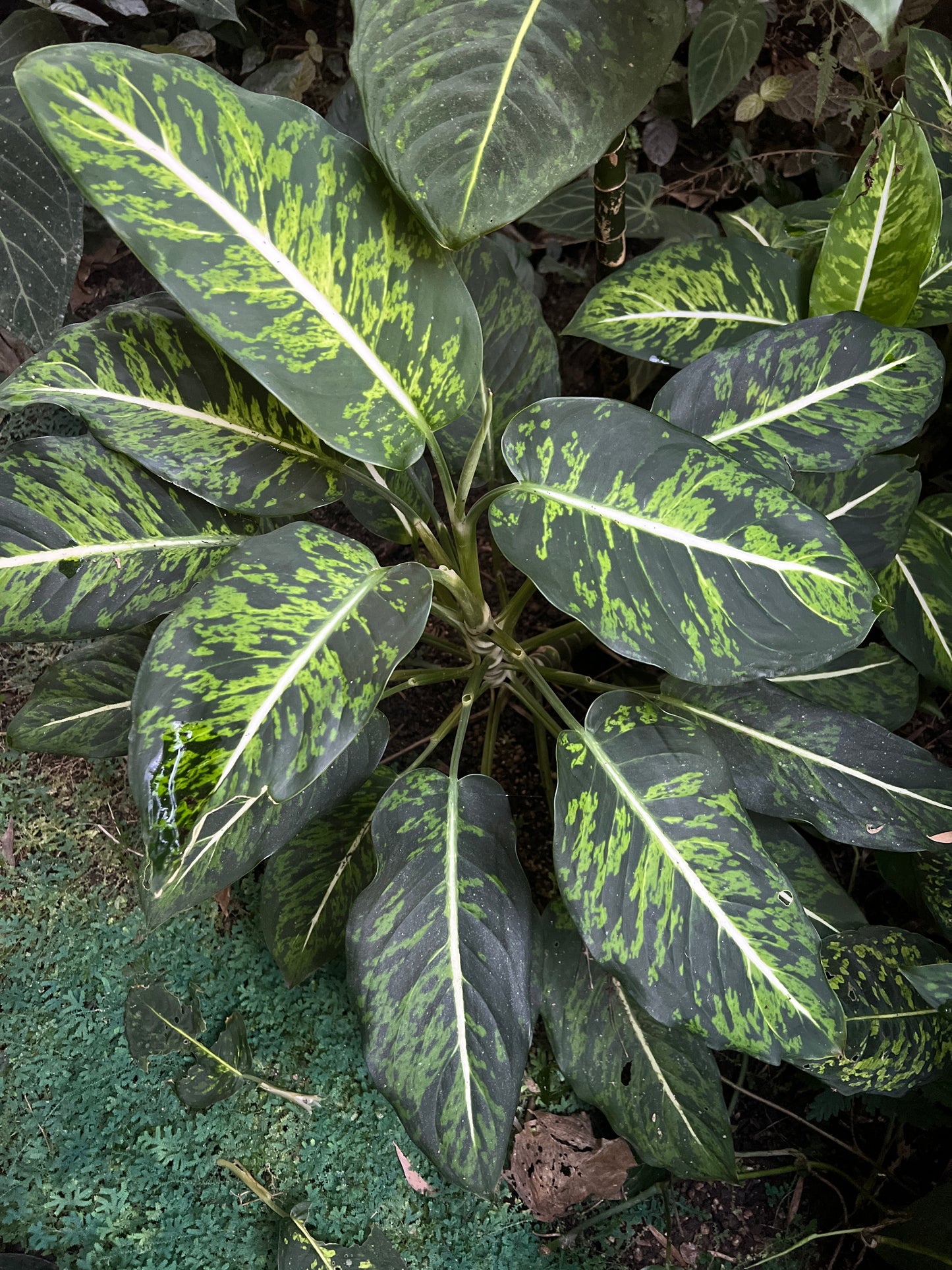 Dieffenbachia Noid - Smaller Size Grower > Cuttings