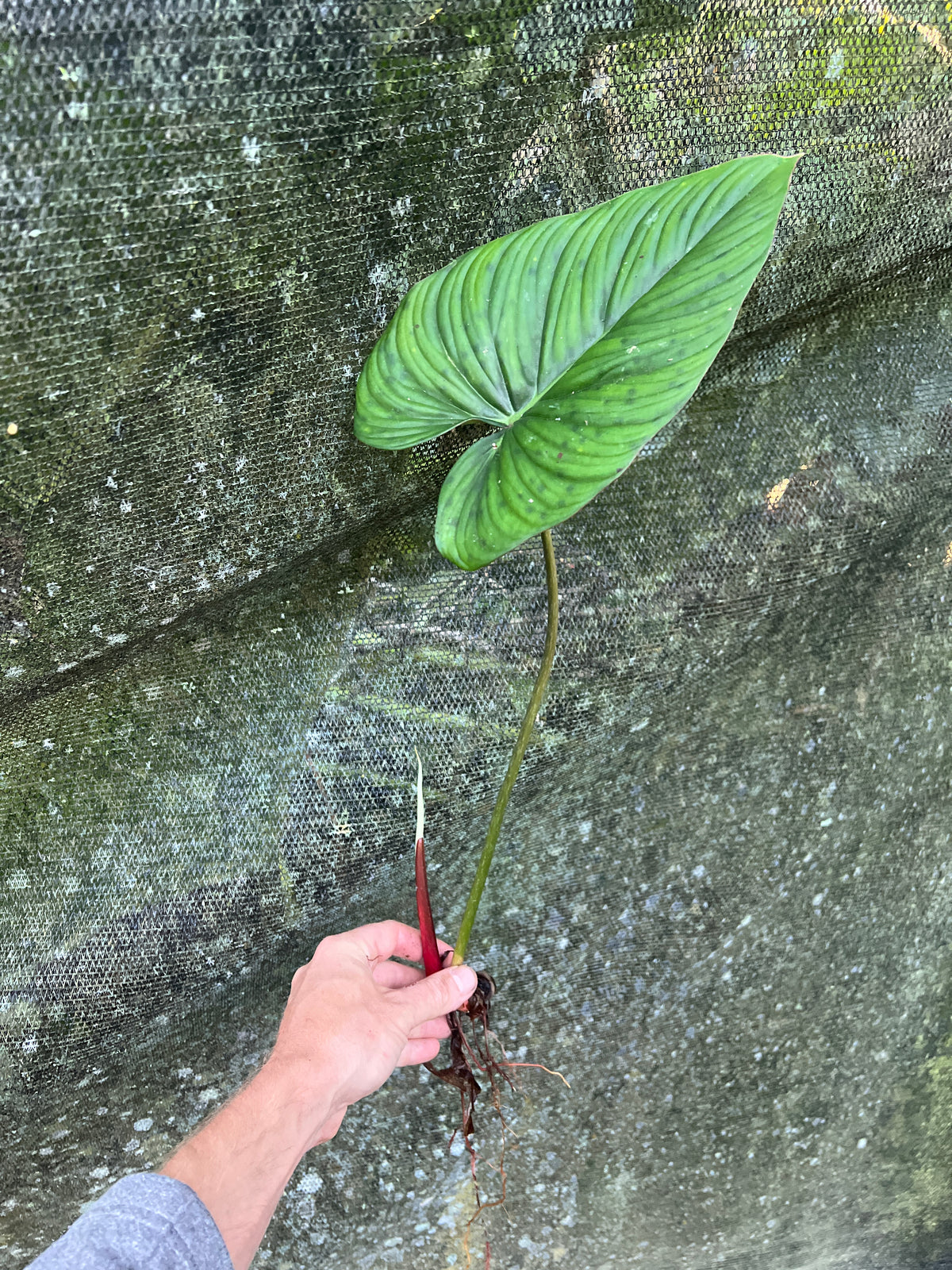 Philodendron Gaia Select Hybrid > Cuttings