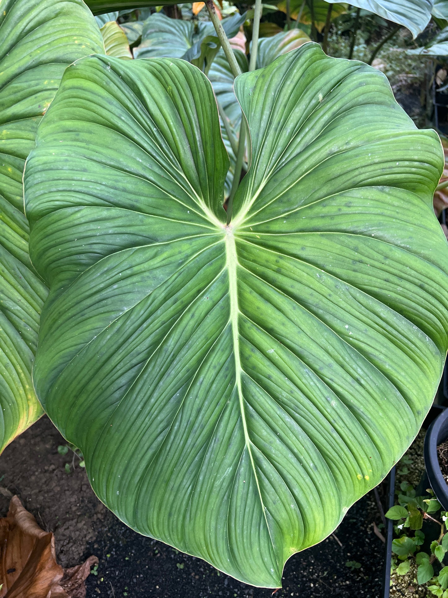 Philodendron Gaia Select Hybrid > Cuttings