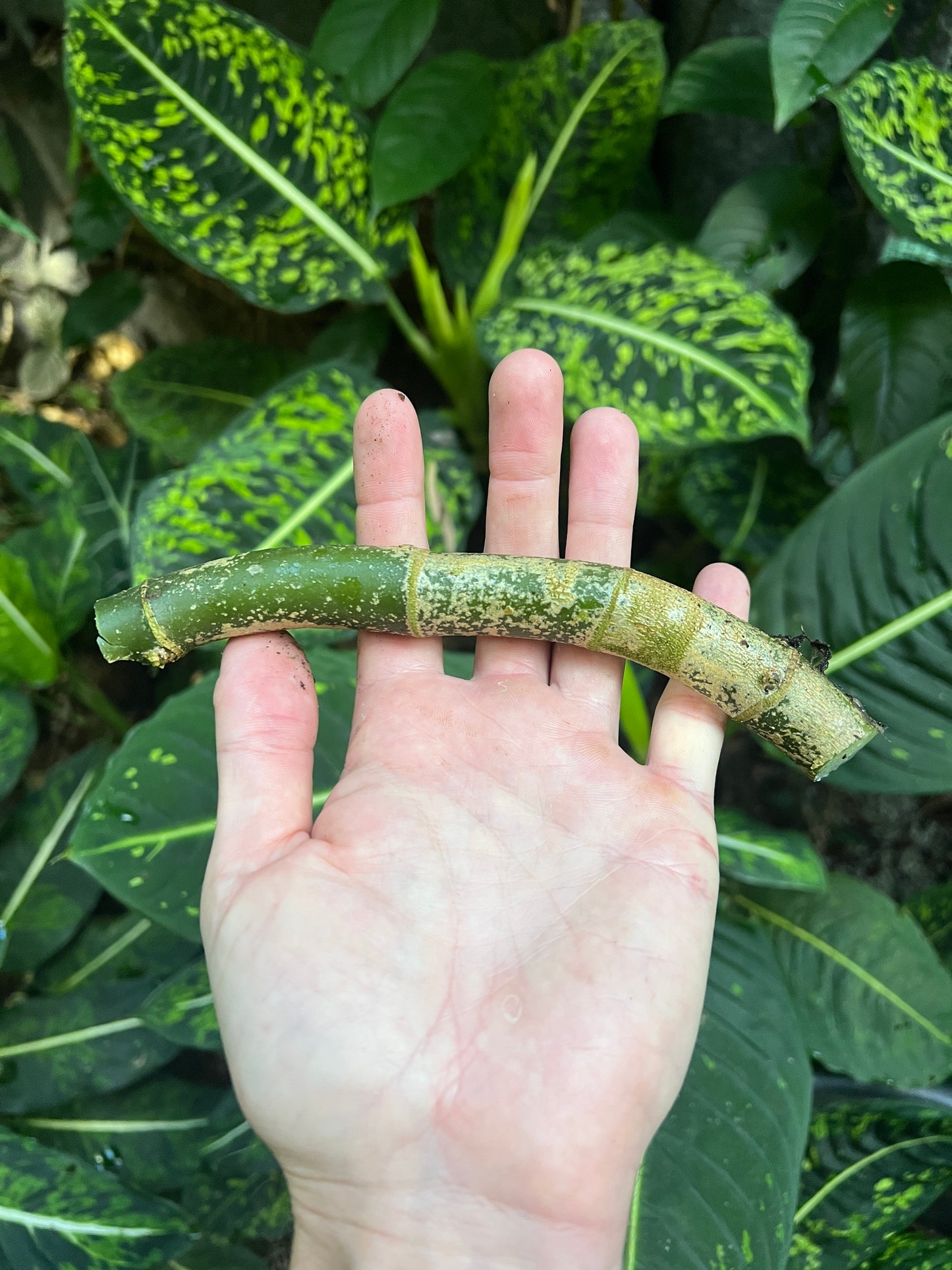 Dieffenbachia Reflector - Smaller Size Grower > Cuttings
