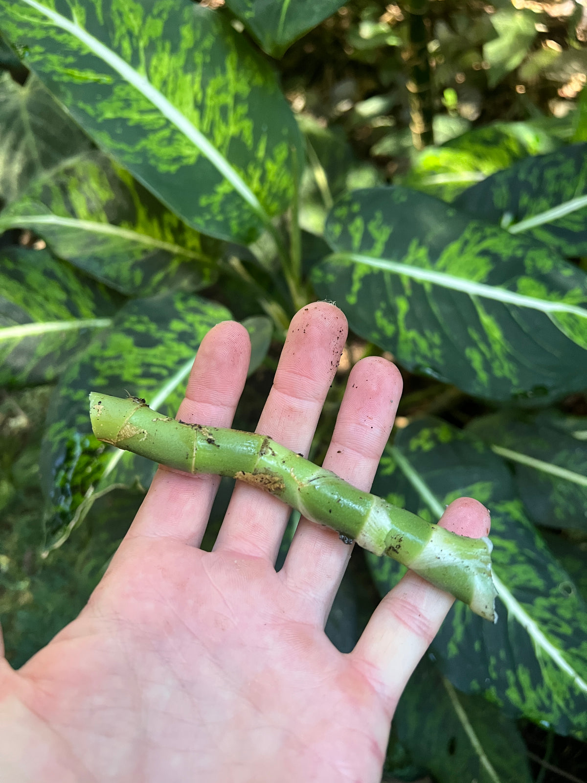 Dieffenbachia Noid - Smaller Size Grower > Cuttings