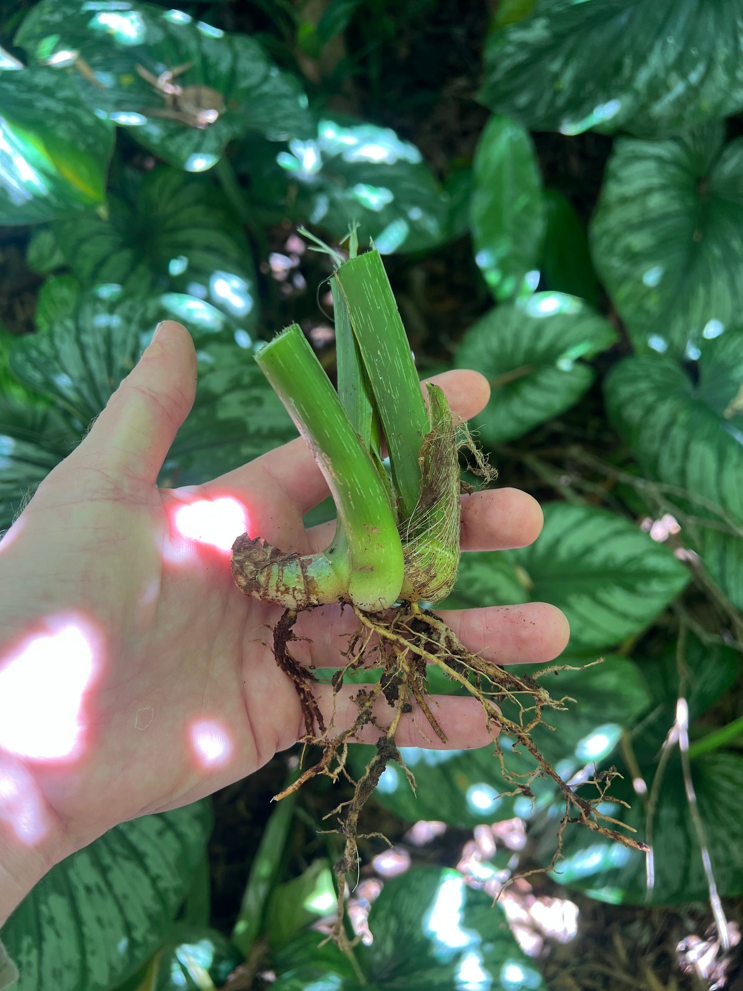 Philodendron Classic Crawler Species > Cuttings