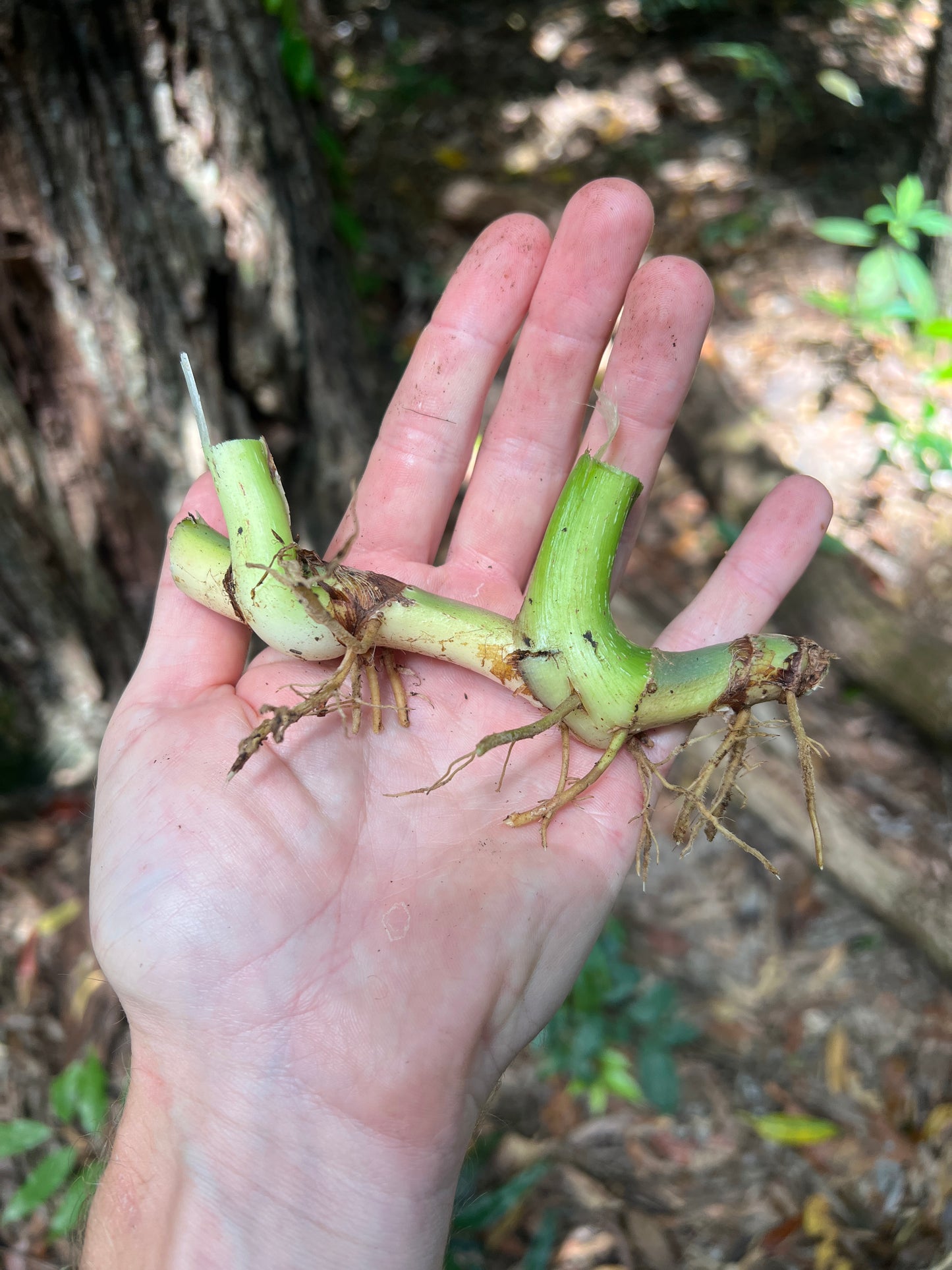 Philodendron Classic Crawler Species > Cuttings