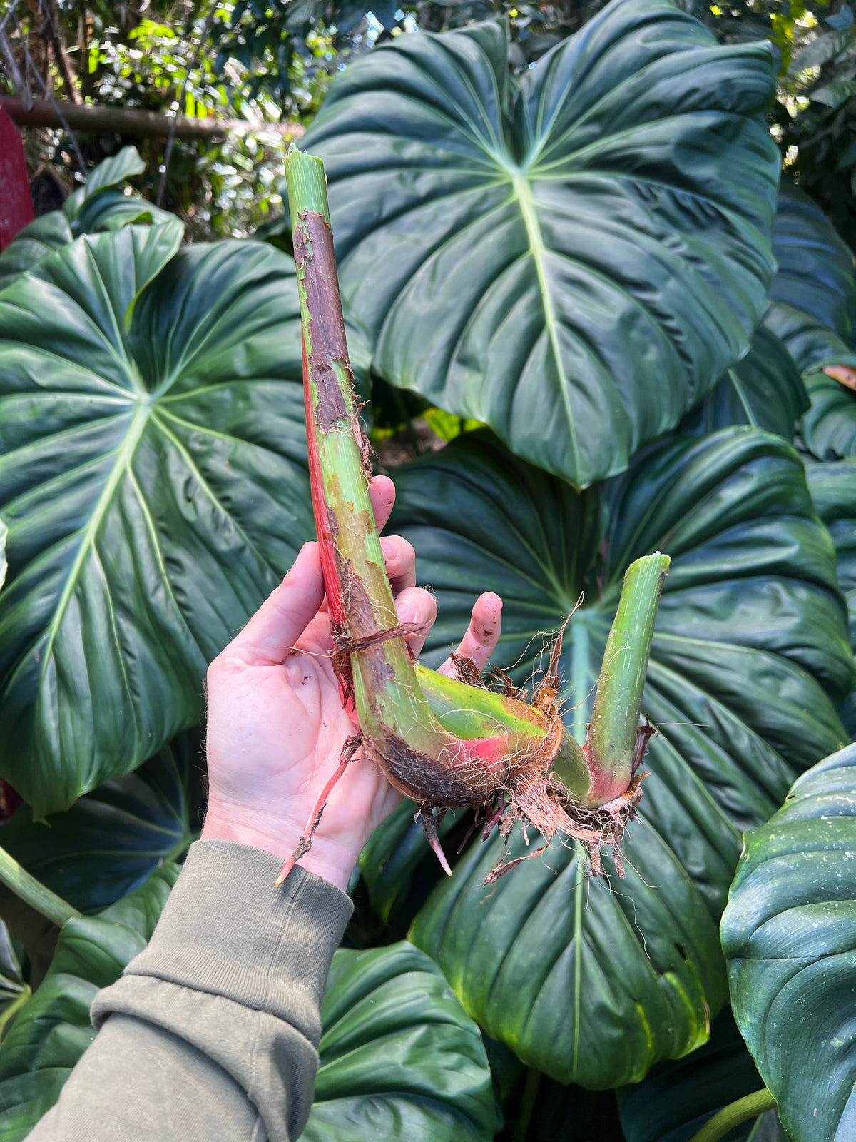 Philodendron Classic Crawler Species > Cuttings