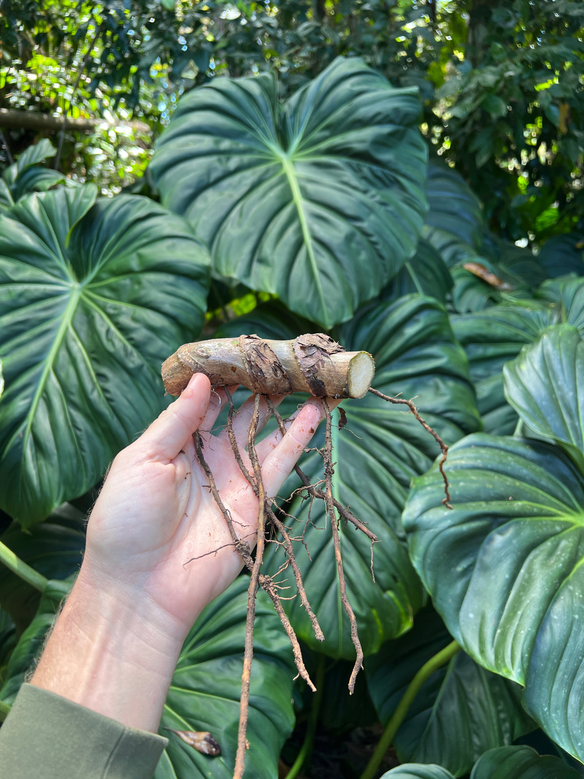 Philodendron Classic Crawler Species > Cuttings
