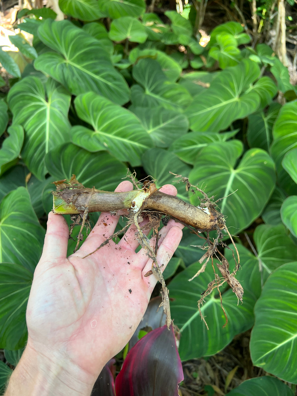 Philodendron Classic Crawler Species > Cuttings