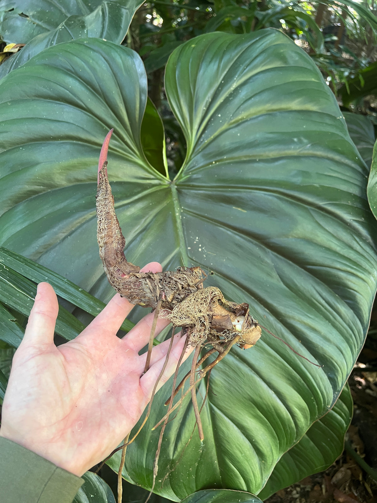 Philodendron Classic Crawler Species > Cuttings