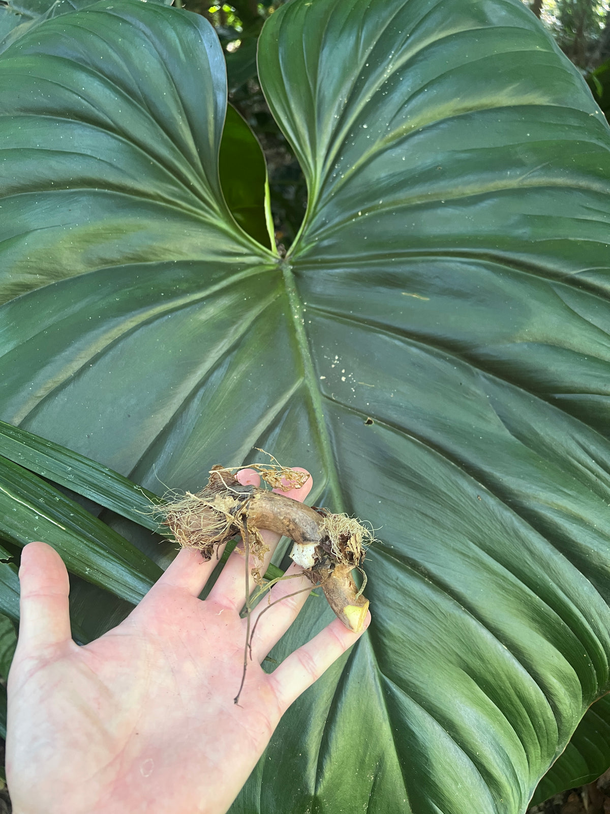 Philodendron Classic Crawler Species > Cuttings
