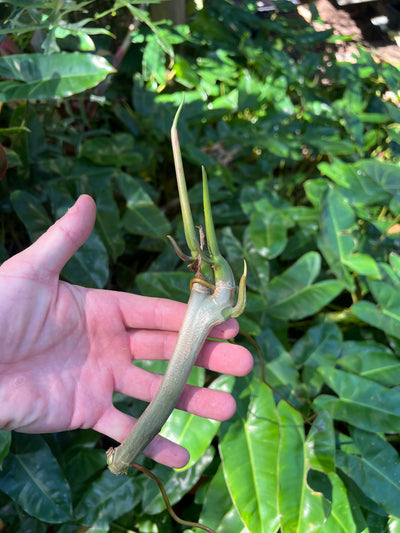 Philodendron Burl Marx - Great for Landscaping > Cuttings