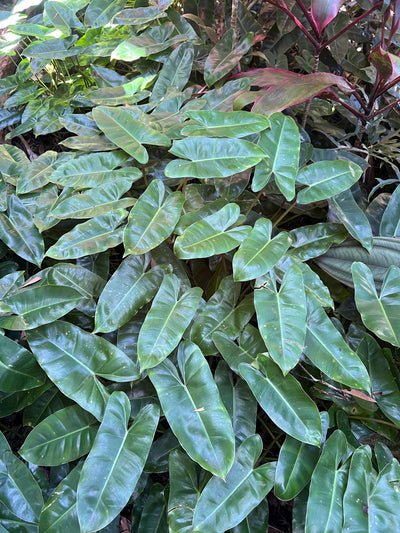 Philodendron Burl Marx - Great for Landscaping > Cuttings
