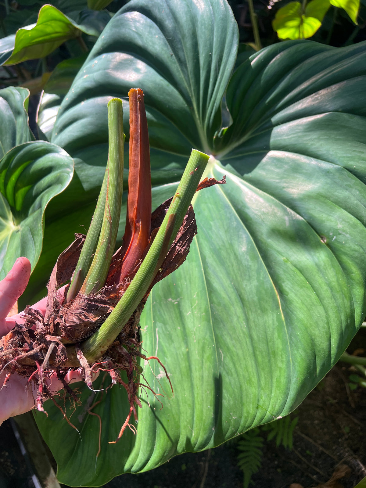 Philodendron Classic Crawler Species > Cuttings