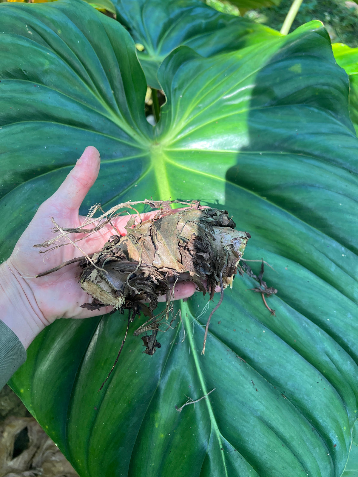 Philodendron Classic Crawler Species > Cuttings