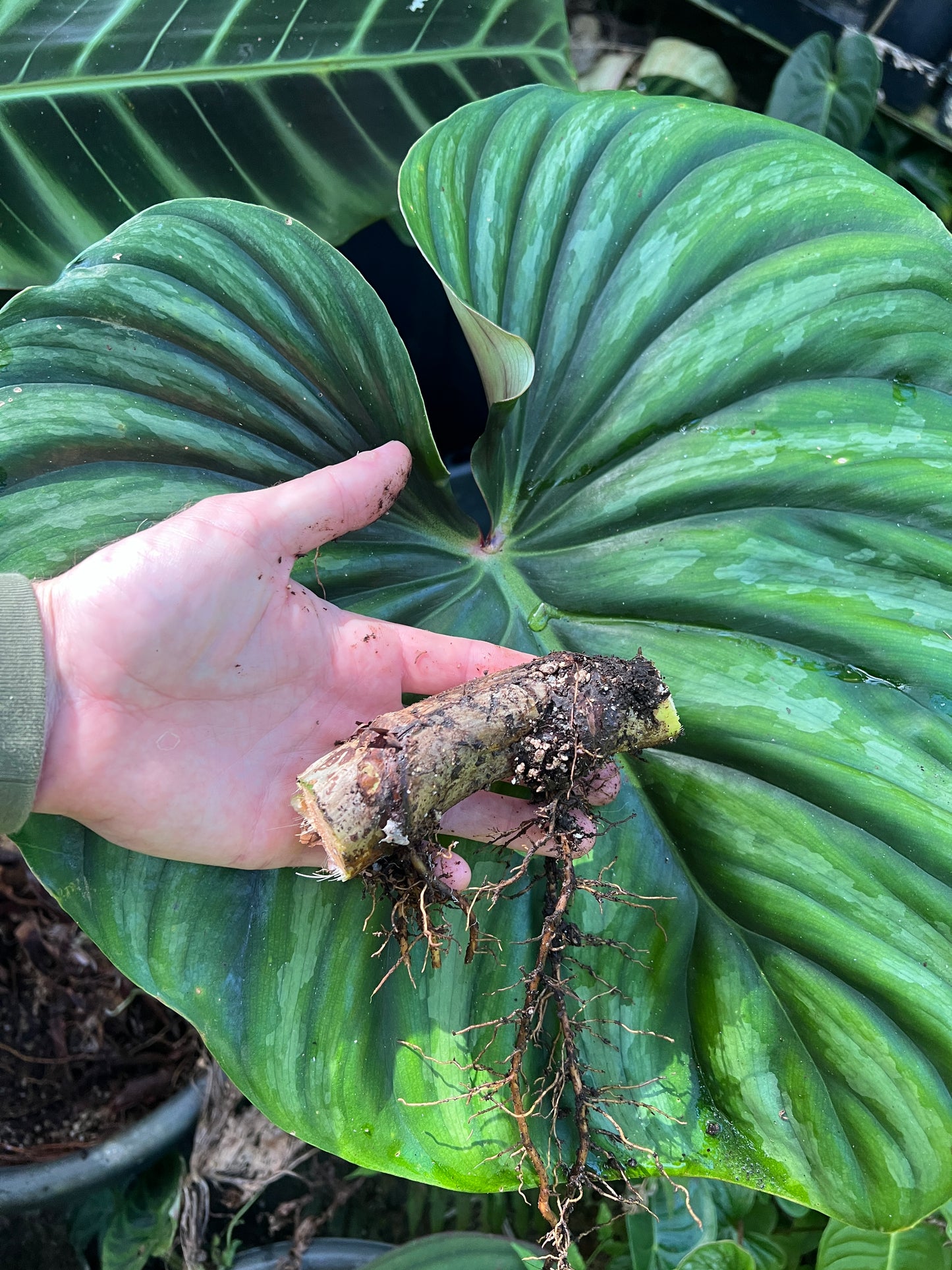 Philodendron Classic Crawler Species > Cuttings