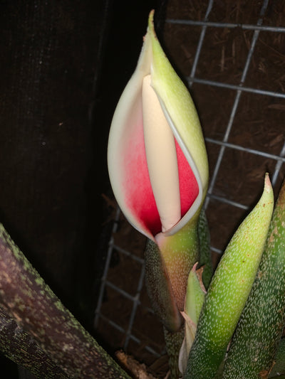Philodendron Majestic x mamei -  x2 Plants