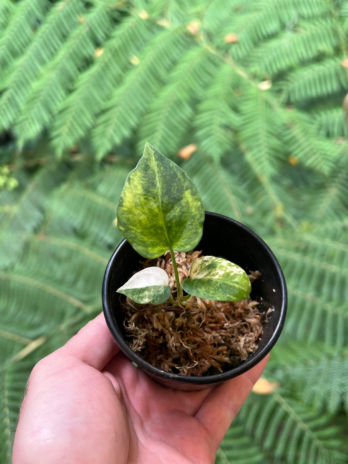 Anthurium Variegated forgetii x Red Forgetii x 1 var Seedling Shown!