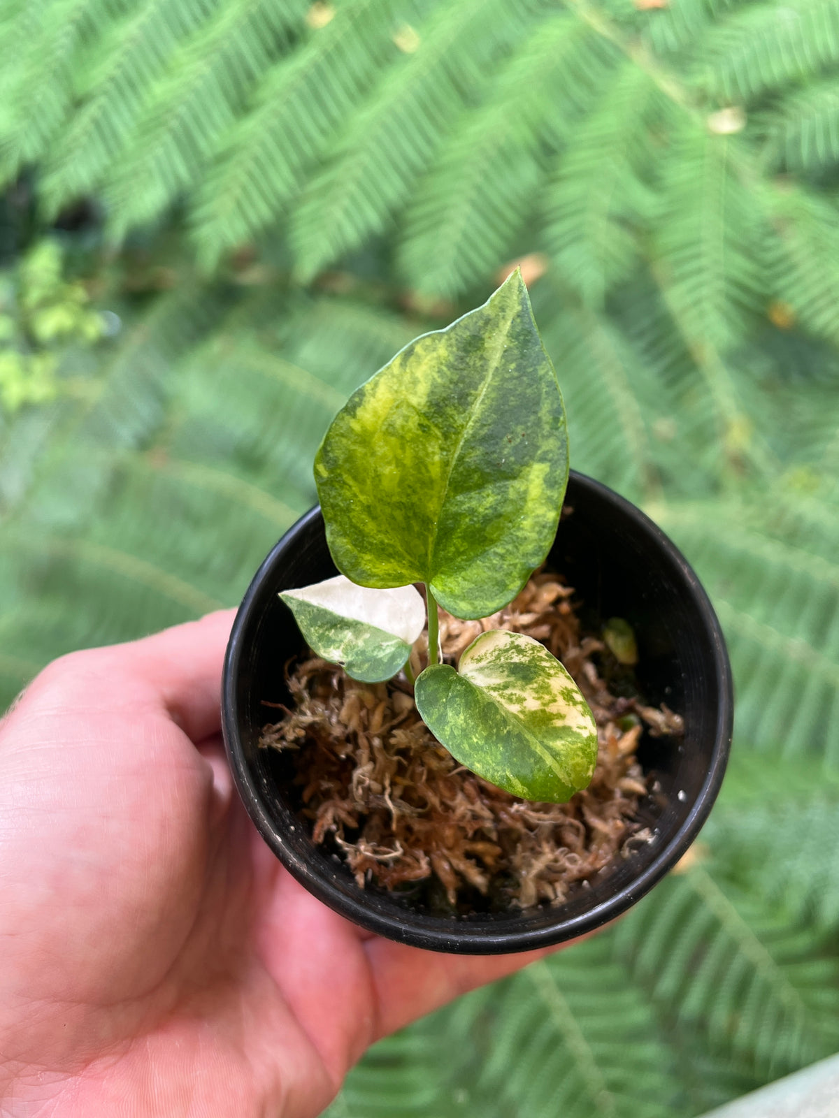 Anthurium Variegated forgetii x Red Forgetii x 1 var Seedling Shown!
