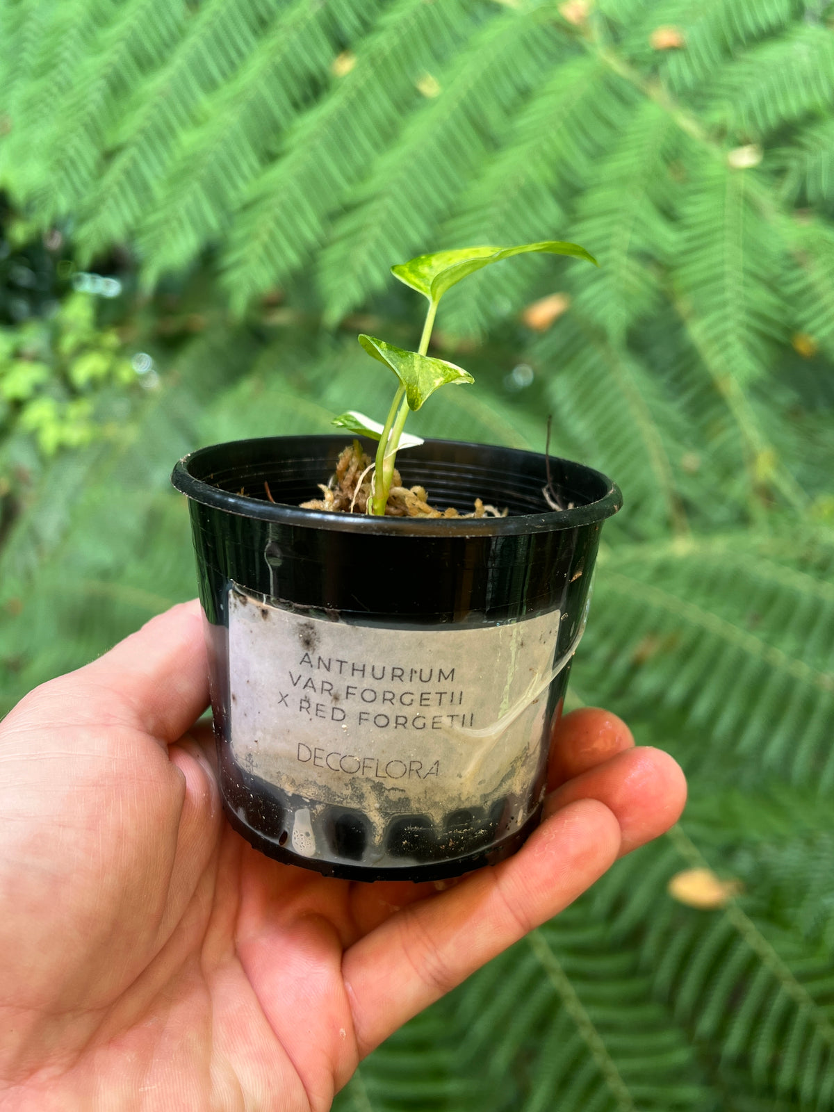 Anthurium Variegated forgetii x Red Forgetii x 1 var Seedling Shown!