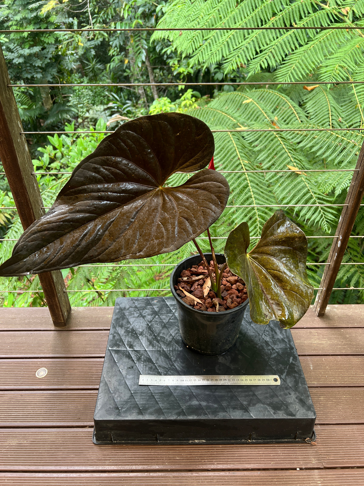 Anthurium Moodeanum Moody Clone Flowering! Large Sent without Pot!