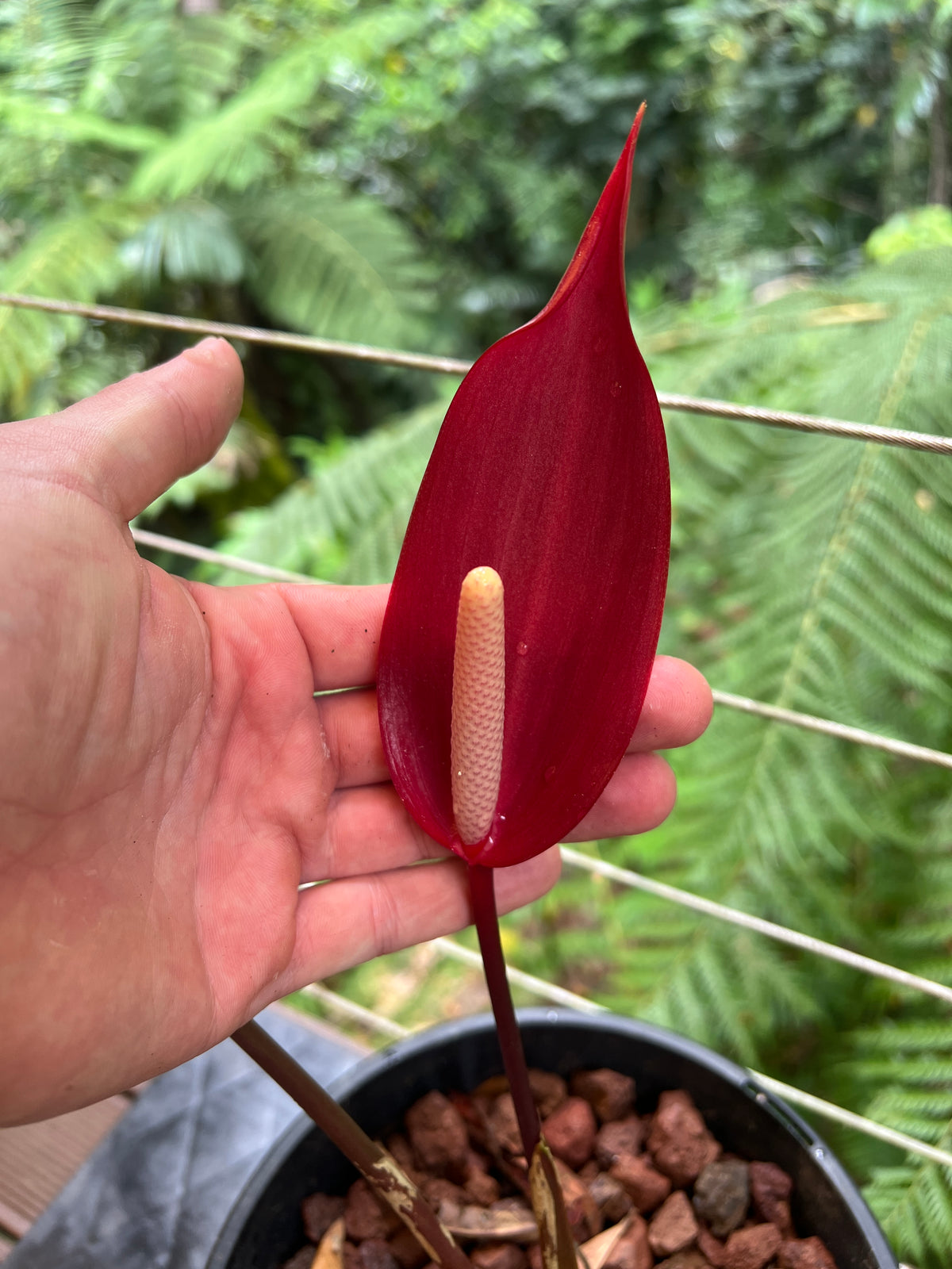 Anthurium Moodeanum Moody Clone Flowering! Large Sent without Pot!