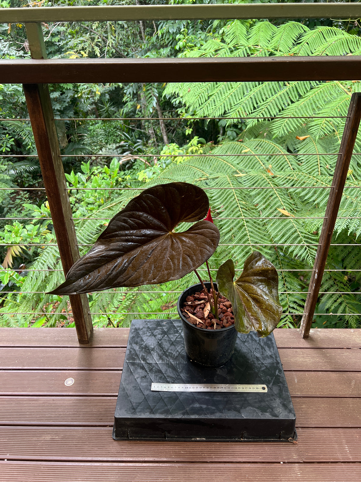 Anthurium Moodeanum Moody Clone Flowering! Large Sent without Pot!