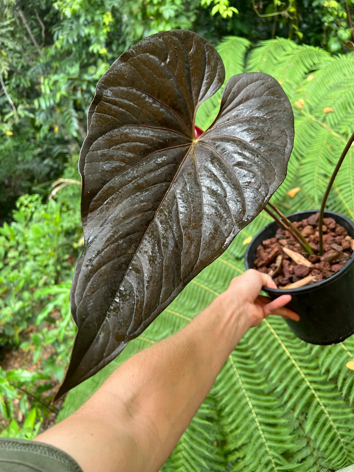 Anthurium Moodeanum Moody Clone Flowering! Large Sent without Pot!