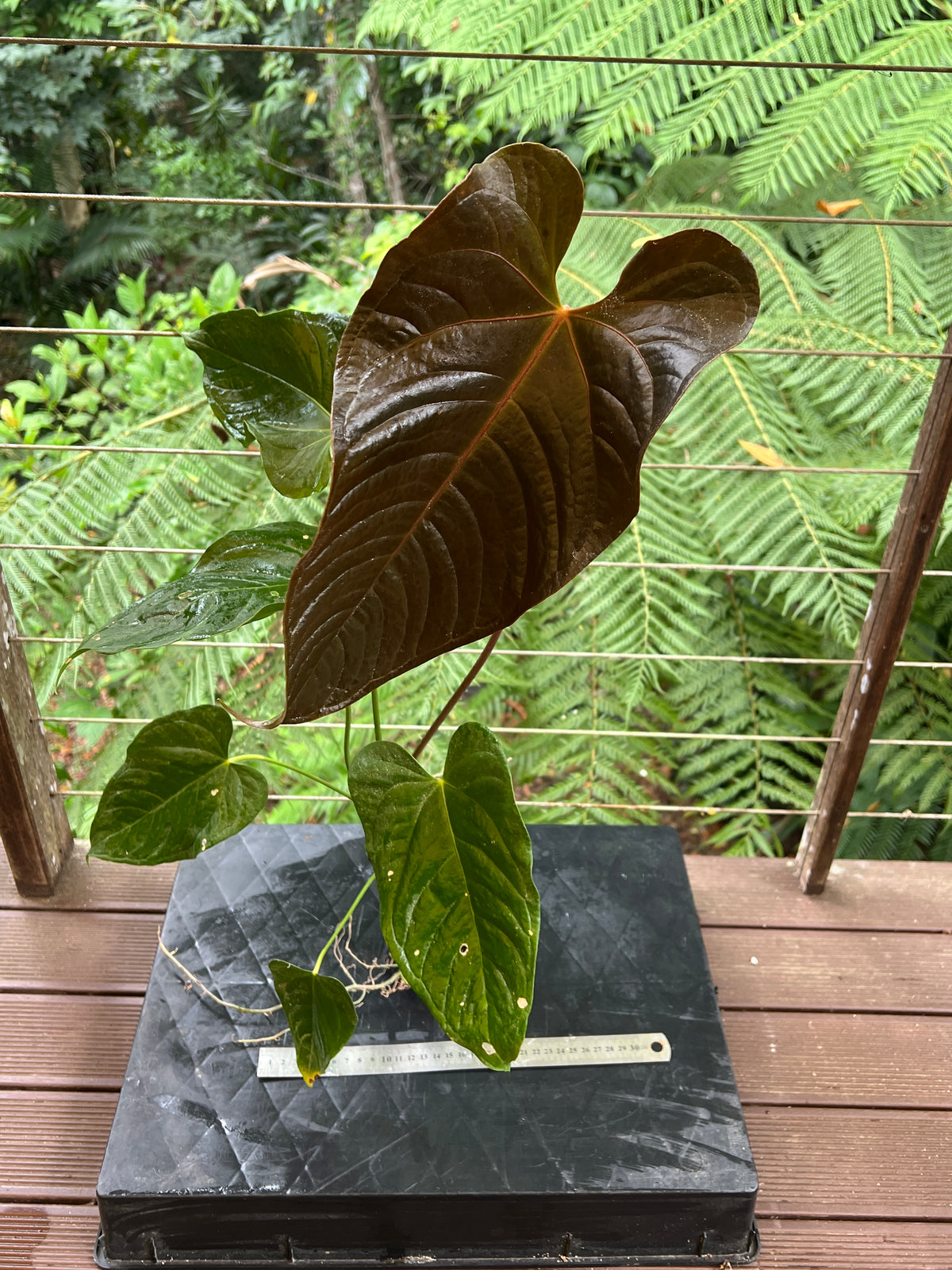 Anthurium Veitchii x Moody (moodeanum ) Large!