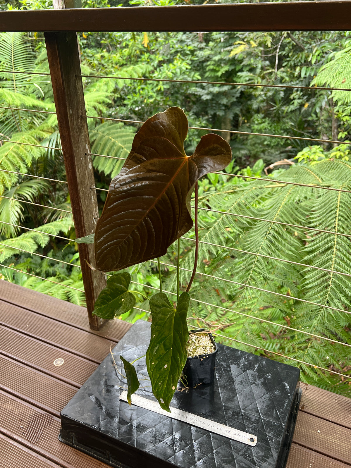 Anthurium Veitchii x Moody (moodeanum ) Large!