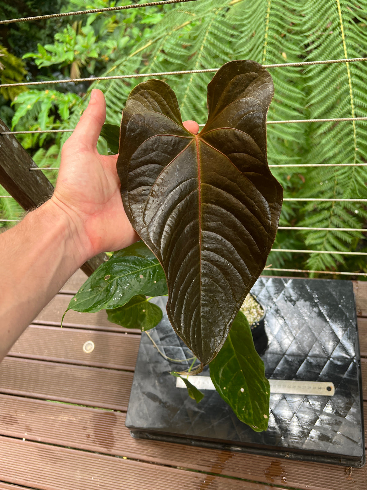 Anthurium Veitchii x Moody (moodeanum ) Large!