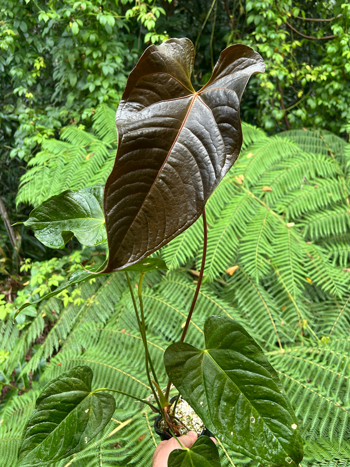 Anthurium Veitchii x Moody (moodeanum ) Large!