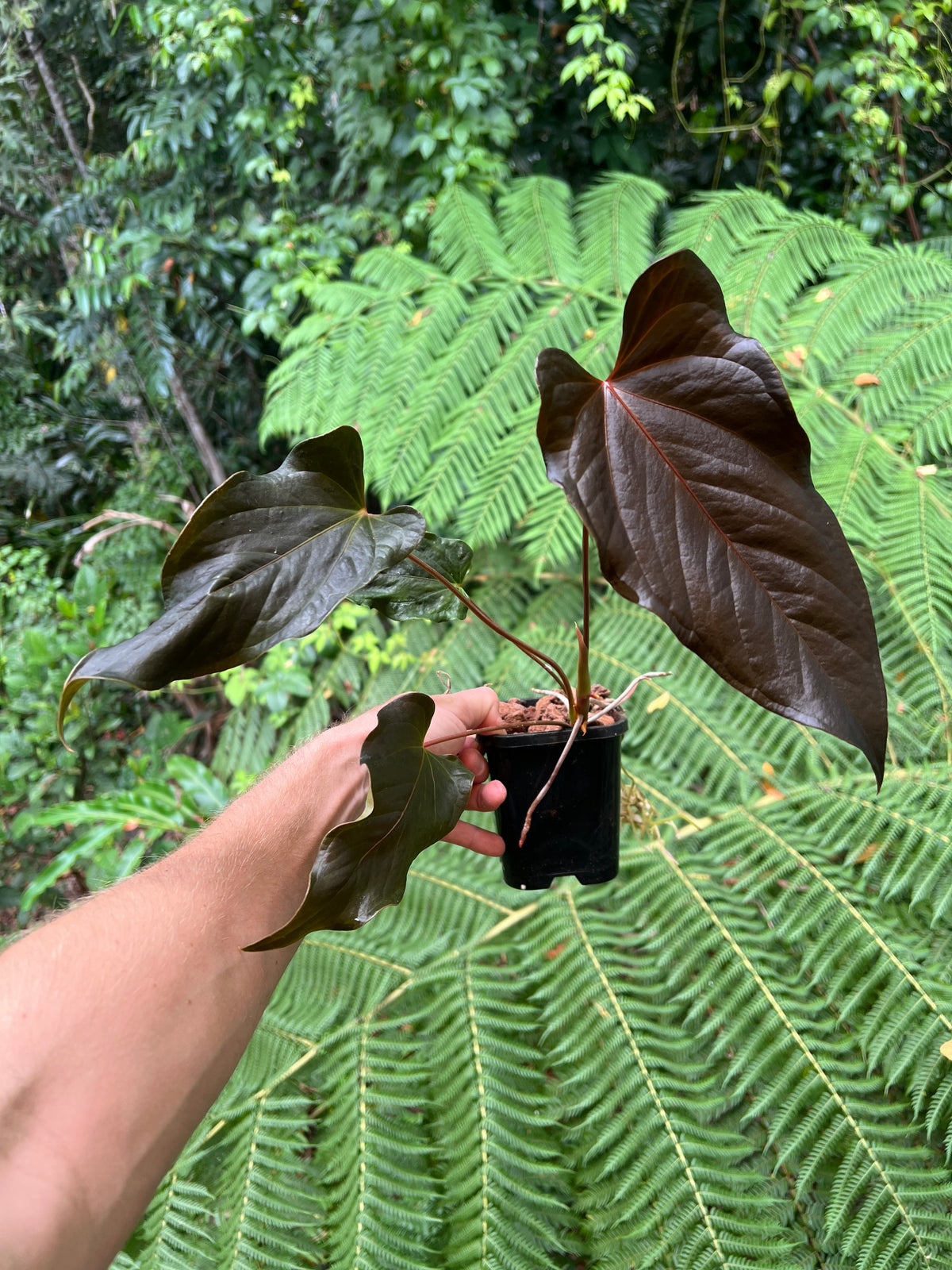 Anthurium Travesty Clone - Cutting Grown Large