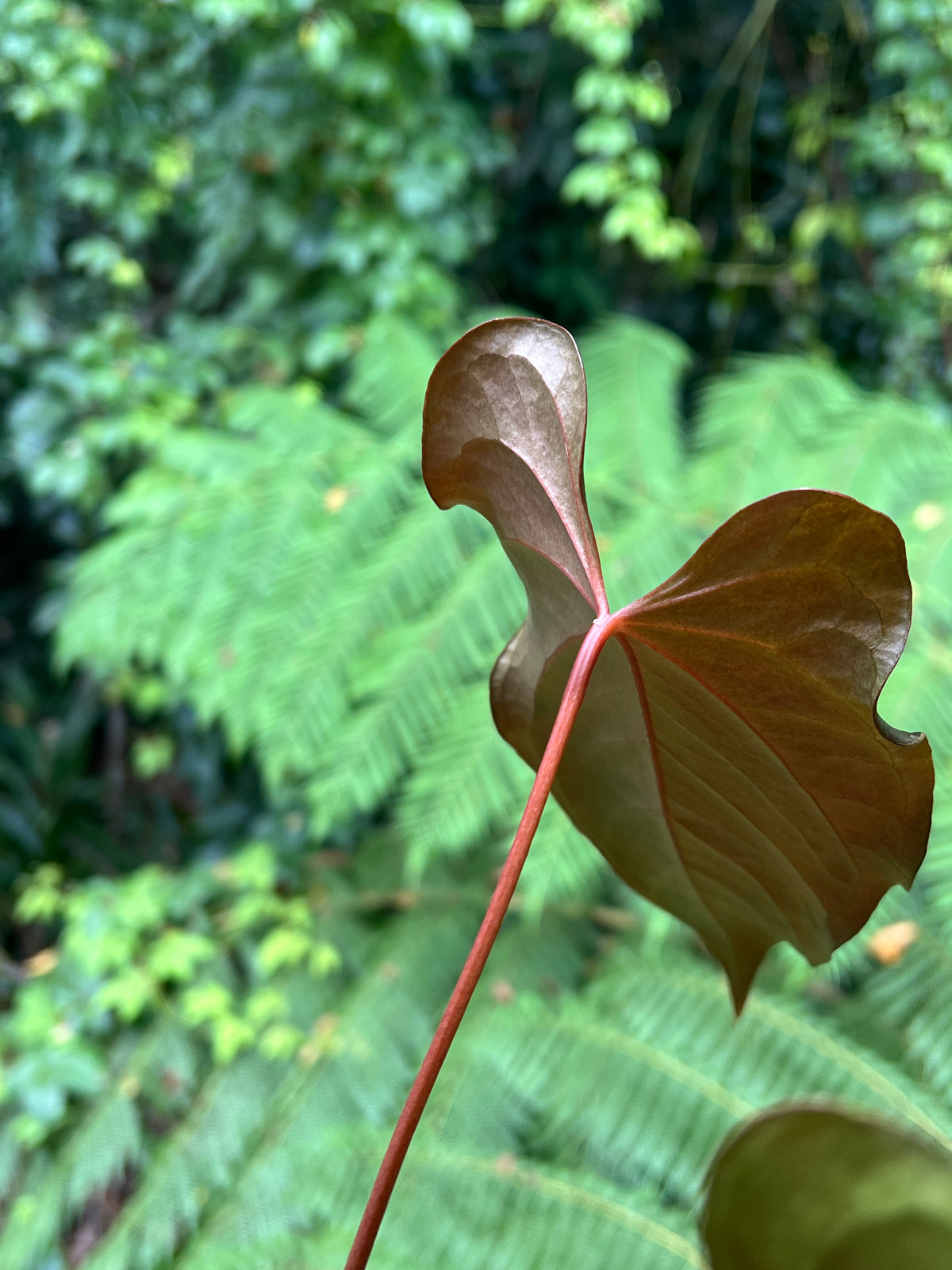 Anthurium Travesty Clone - Cutting Grown Large