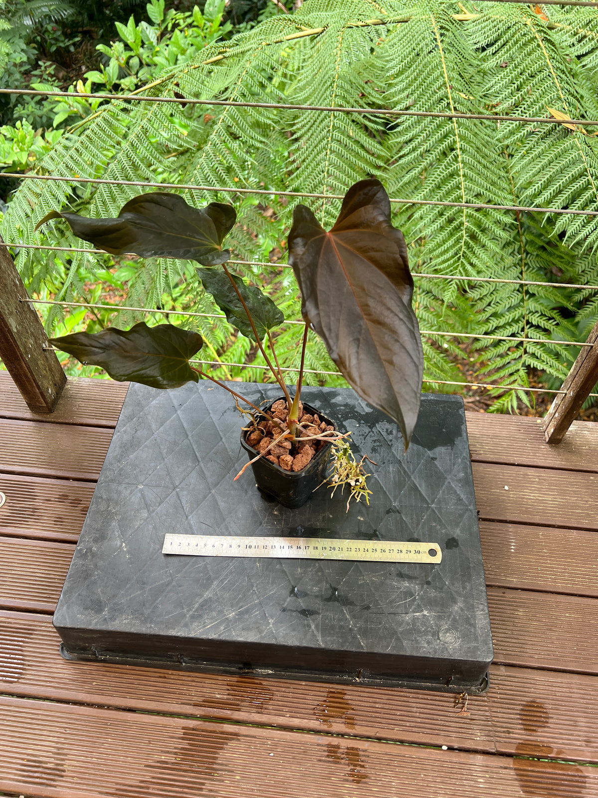Anthurium Travesty Clone - Cutting Grown Large