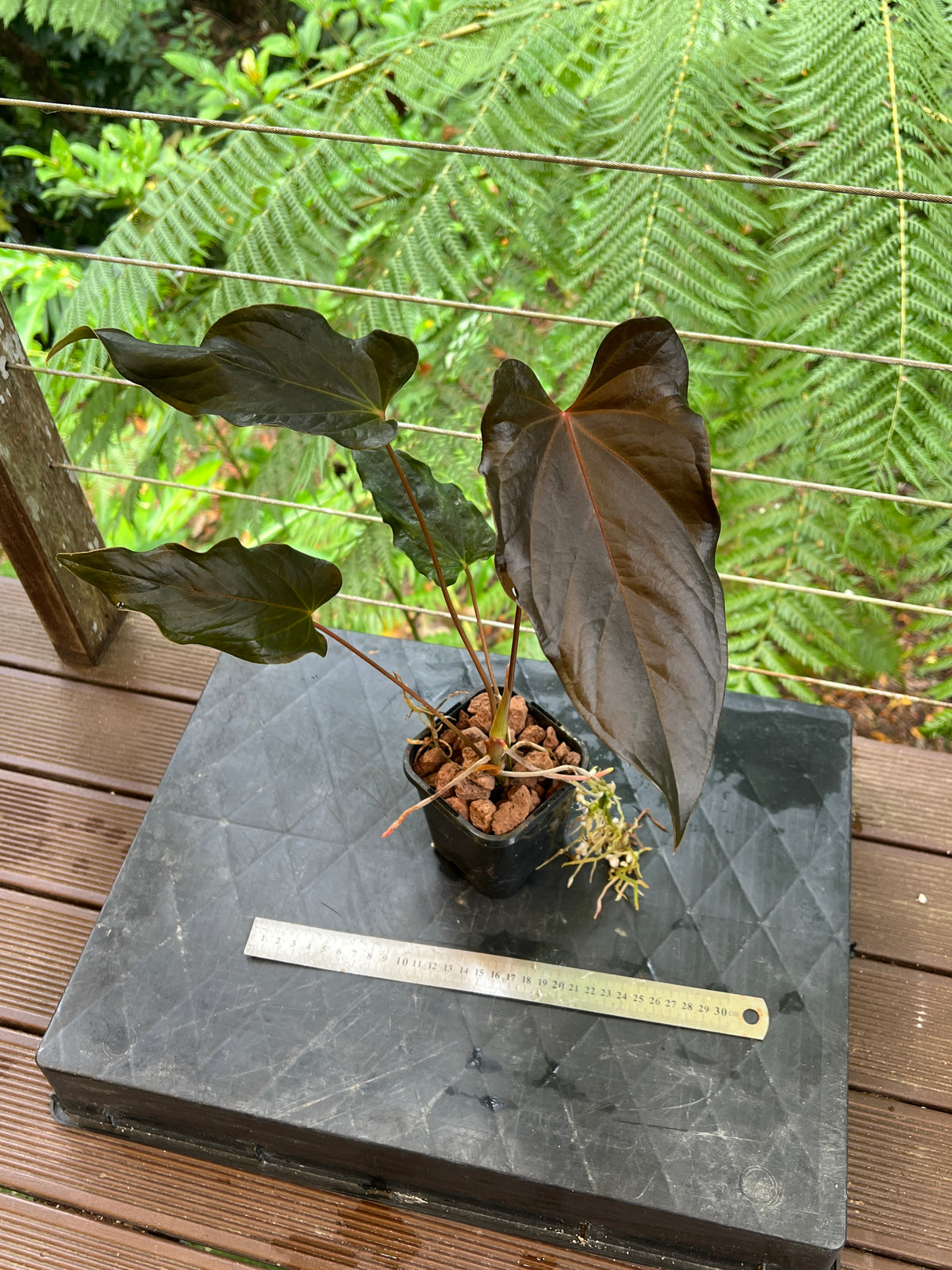 Anthurium Travesty Clone - Cutting Grown Large